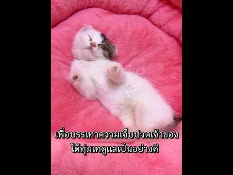 แมวไร้ขาที่อยากได้ความรัก