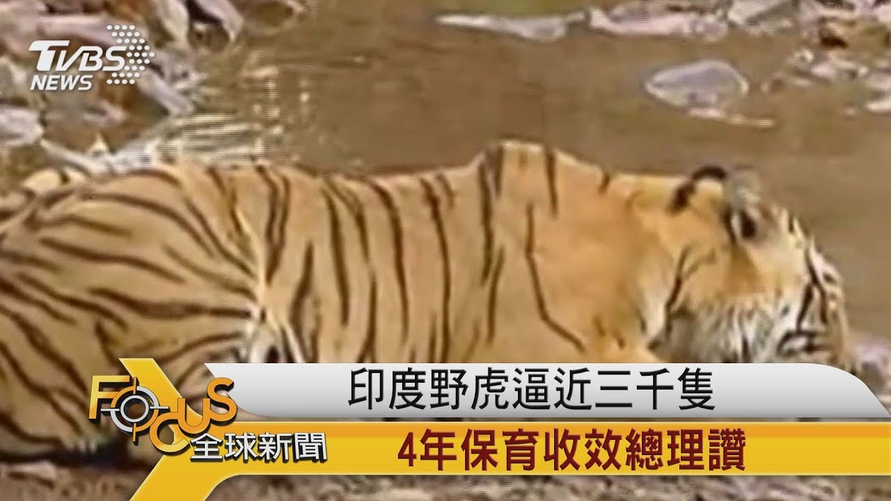 印度野虎逼近三千隻 4年保育收效.莫迪讚