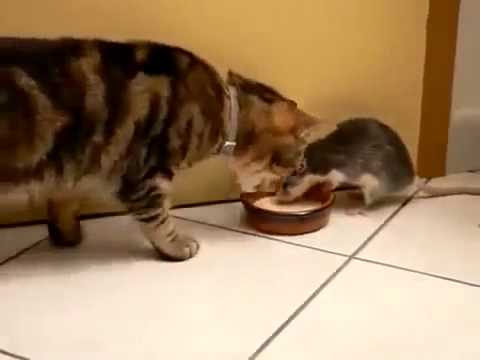 Insolent Mouse