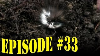 E033 -- Falling for Silver