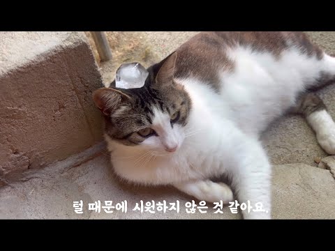 고양이들에게 얼음을 줘봤어요.