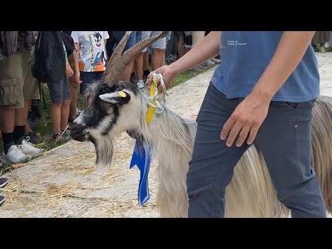 LA PIÙ BELLA SEI TU  Concorso d'eleganza per capre,  Caslino d'Erba (Como)