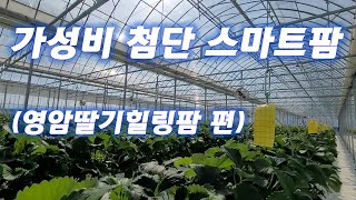 [가성비 스마트팜] 클라우드기반 ICT첨단 스마트팜 온실 소개(영암딸기힐링팜) / smartfarm