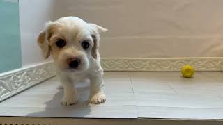 ハーフ犬の動画01