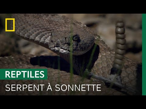 Les secrets de la sonnette des crotales
