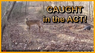 Who's been Messing with my trail camera? - Trail Cam Tuesday - April 29, 2025