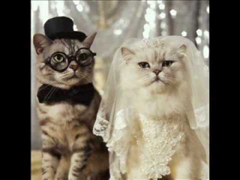 miauband - Love story (Taylor Swift)