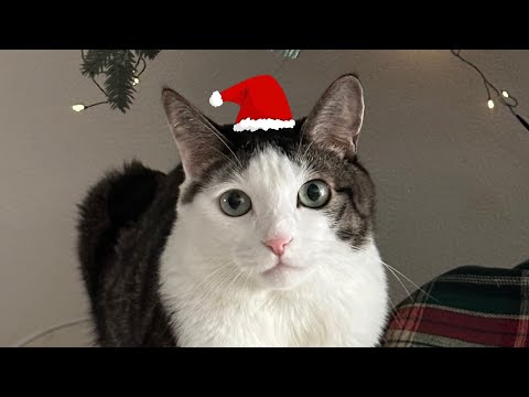 다들 메리 크리스마스야