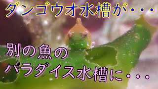 ダンゴウオ水槽がベビータツノオトシゴのパラダイス水槽になった(笑)　《経過報告動画》