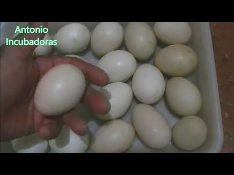 , title : 'Incubación de huevos de patos'