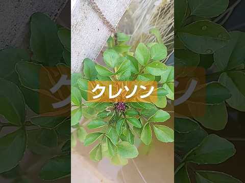 ガーデンクレソン 植物