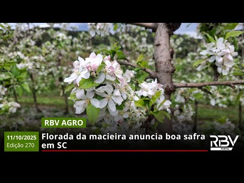 Florada da macieira anuncia boa safra em SC