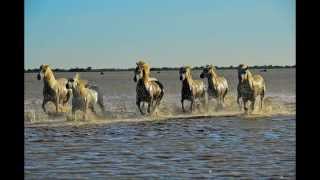 Horse Latitudes-The Doors