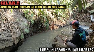 Download lagu EDAN.!! JORAN HAMPIR PATAH DI AMUK IKAN BESAR || MANCING DI SARANG IKAN BABON BIKIN KETAR KETIR BRO mp3