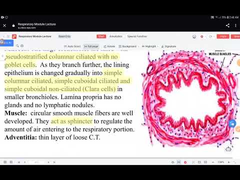 L2 Histo (Histology of conducting parts of respiratory system) Resp 42