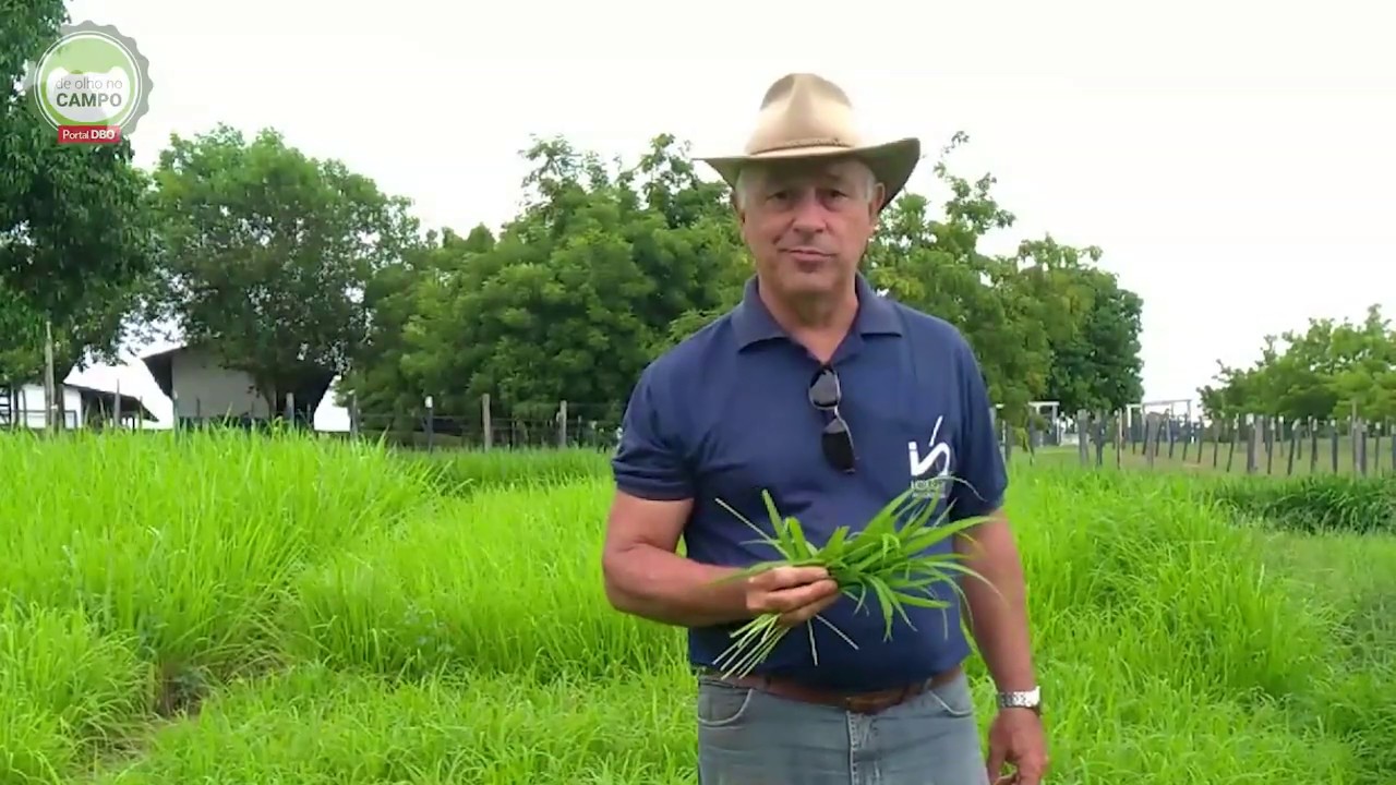 Capim Aruana é prato feito pra cavalo, ovino e caprino
