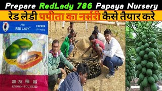 Red Lady 786 Papaya Nursery Preparation and Results