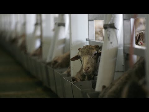 Live sheep export ban by 2028 is an ‘absolute disaster’