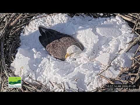 Duke Farms Eagle Cam