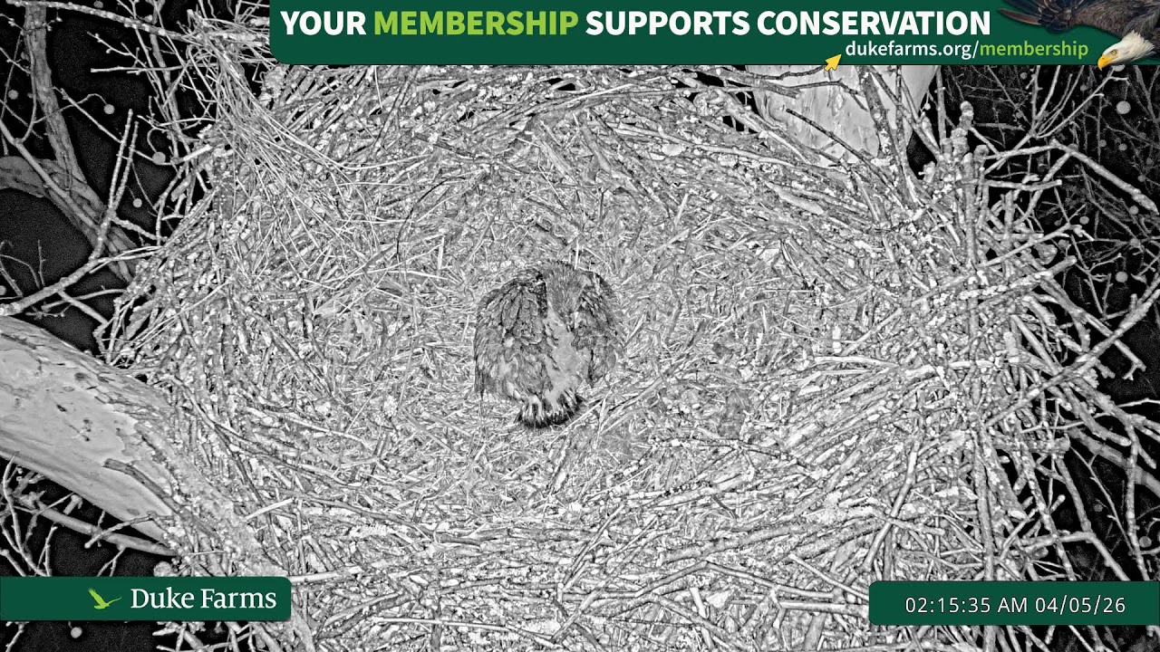 Duke Farms Eagle Cam