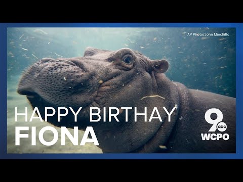 Fiona the hippo turns 6