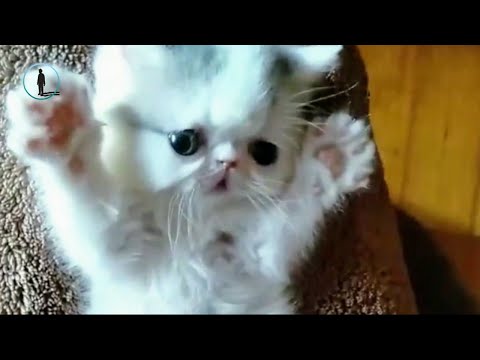 November Cute Kitten Videos 🐈 Funny Cat 2018 #bluesky
