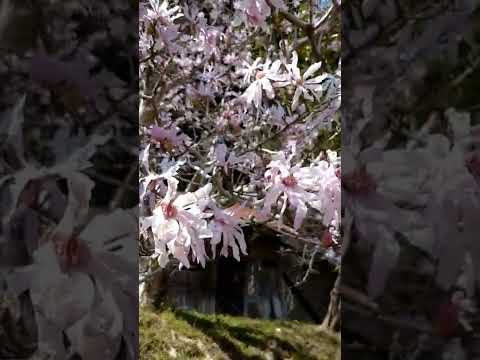 マグノリア「スーザン」 植物