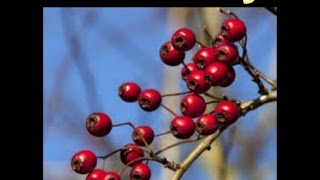HAWTHORN Berries for Heart Health, Blood Pressure, Cholesterol & More!