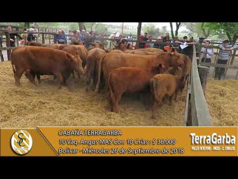 26-09-18 Venta de Vaq. Angus P.C. y P. Hereford P.R. - Cabaña TerraGarba - Bolivar