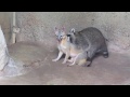 The Fox And The Racoon
