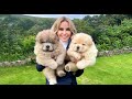 CHOW CHOW PUPPIES - Dangerous to kids?