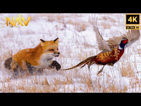 Surviving Canada's Extreme Winter | Masters of Survival – Wild Animal Documentary