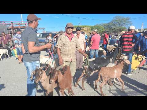 19/10/2026  O PREÇO DE CAPRINOS E OUVINOS NA FEIRA DE CUSTÓDIA PERNAMBUCO BRASIL 