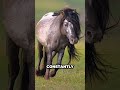 Never Thought a Horse’s Hair Could Grow THIS Long! 😲