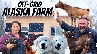 Our Little Farm Life in Alaska: Raising Livestock in the Last Frontier