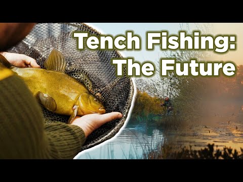 Tench Fishing: The Future