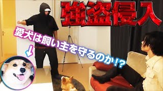 【検証】強盗に襲われたらペットは飼い主を守ってくれるのか？