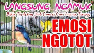 Download lagu Langsung Ngamuk : Bikin Tledekan Jadi Emosi Cari Lawan Tarung mp3 Download lagu Langsung Ngamuk : Bikin Tledekan Jadi Emosi Cari Lawan Tarung mp3