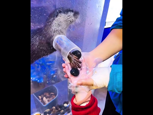 Vídeo relacionado con Puckator Peluche Squidglys - Adoramals Pierre Le Langosta