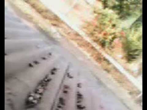 Penculik IR 1654@050812