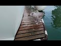 Feeding Young Baby Seagull Herring Gull Eating A Herring