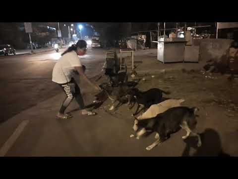 Some Fun with Street Dogs