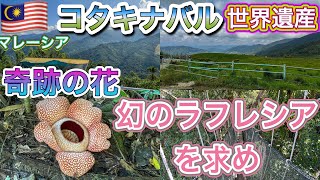 【超貴重】マレーシア世界最大の花ラフレシア開花に遭遇！キナバル山〜ポーリン温泉〜デサファーム満喫旅
