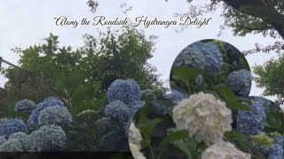Nature's Beauty Blooms Along the Roadside: Hydrangea Delight