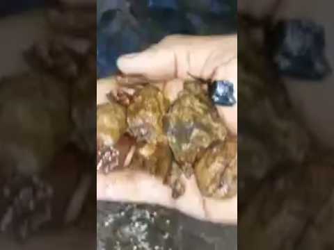 encontrado ouro numa reserva ecológica em ouro preto do oeste-RO