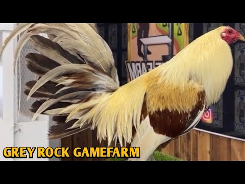 Golden Grey Hatch Kelso - GREY ROCK FARM