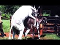 Horse Mating With Donkey Animals Mating Animals Sex