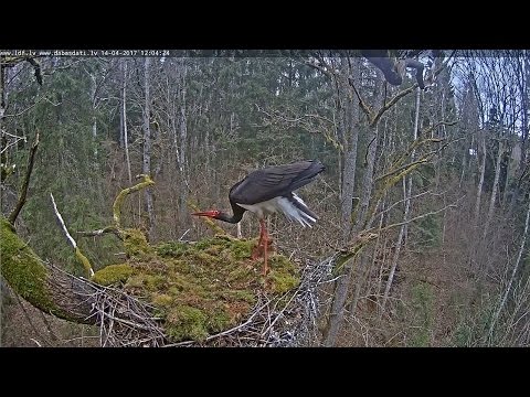 2017/04/14 12h04m Melnais Starkis~Male to nest~sings~out again