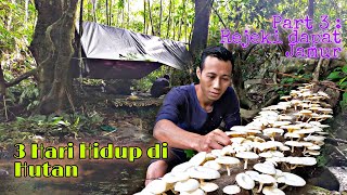Download lagu Suku Dayak || 3 Hari Hidup di Hutan, Mulai dari Panen Jamur hingga makan Tengkuyung mp3