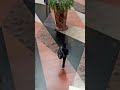 LKO Kaun Sa Mal Hai Comment Mein Bataen Shortvideo Priyankasinghhardoi